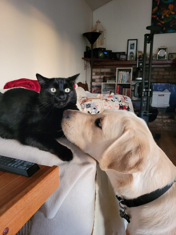 Yellow Lab Frodo gets nose to nose to his sitter's black cat who looks away uninterestedly.