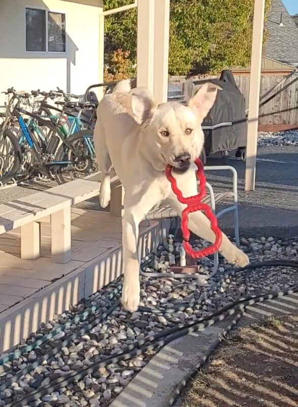 Frodo leaps off the backyard deck holding a toy in his mouth will all his limbs and ears flopping.