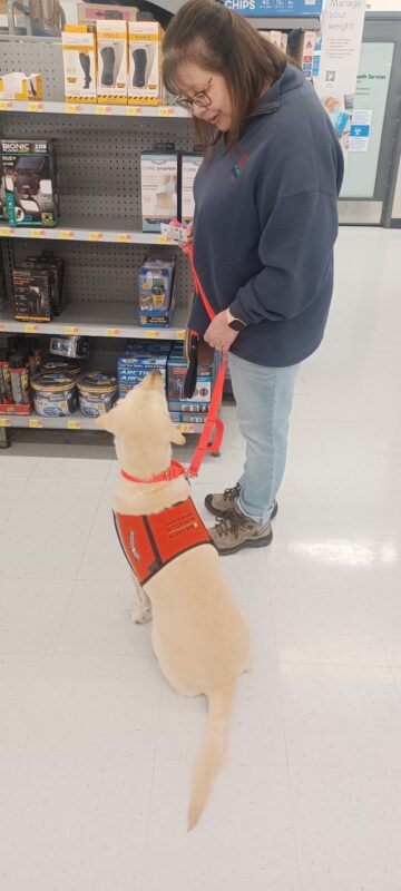 Yellow Lab Gadget wears an orange hearing dog vest and looks up at her new client, who is wearing a blue sweatshirt and looking back at Gadget. They are practicing in a store with shelves in the background.