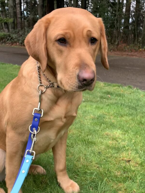 Female yellow lab