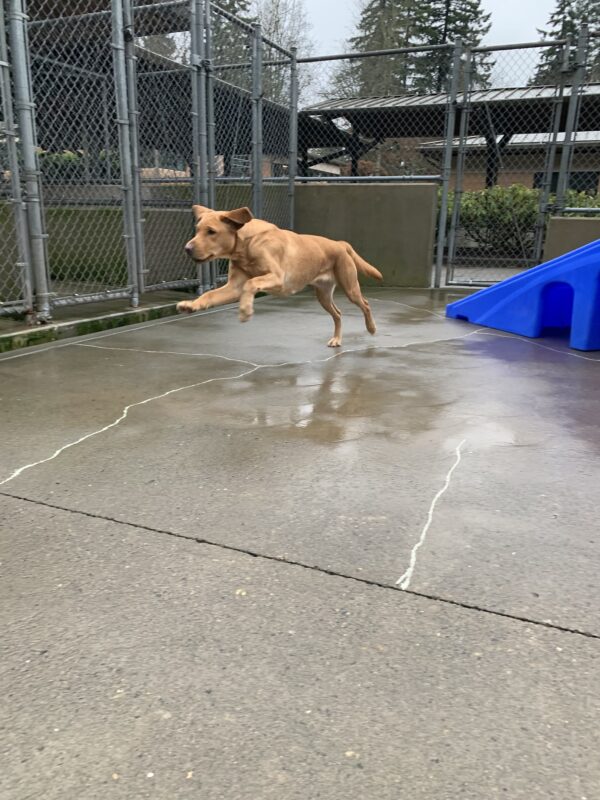 Female yellow lab