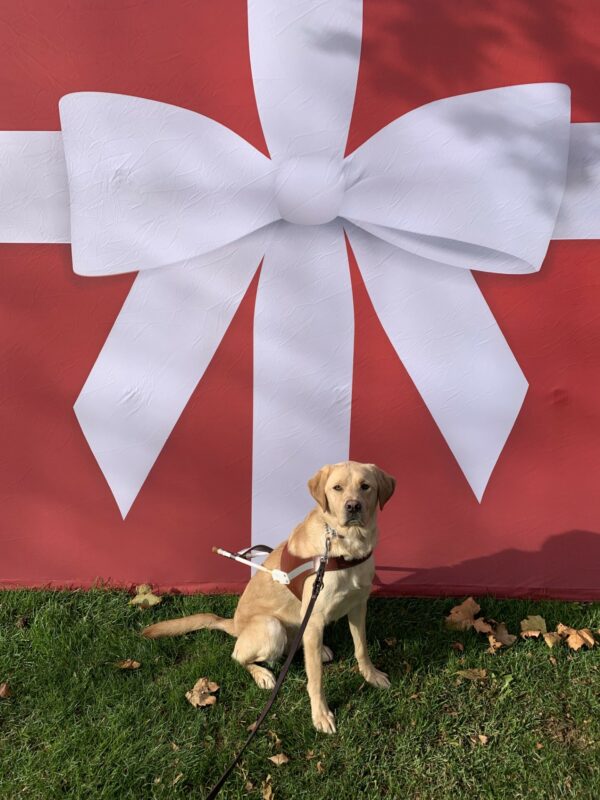 Glimmer sits in harness on a lawn with a red and white holiday bow tie backdrop.