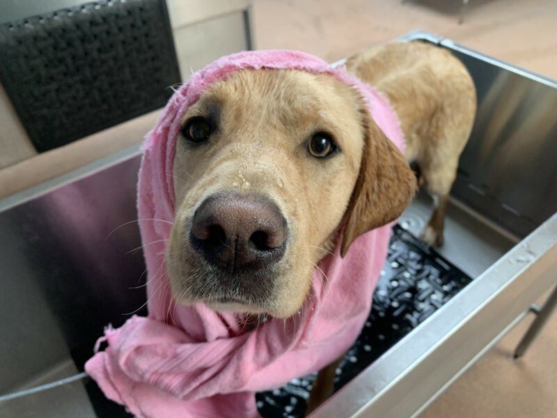 Glimmer looks up at the camera while waiting in the tub with a pink towel wrapped around her head.