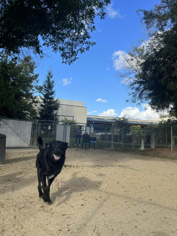 Grenache is mid jump in the air, while his mouth open giving the appearance of smiling or panting. His white patch on his chest is super visible. He is in a enclosed play yard on campus, running around the perimiter. The dirt is beige, the grass is green and the sky is bright blue!