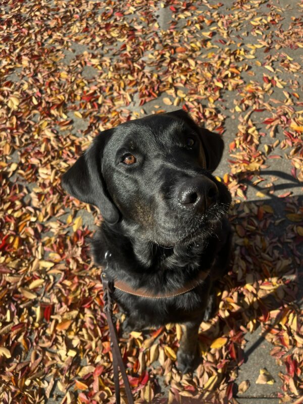 Grenache is sitting on the sidewalk, in harness, surrounded by hundreds of orange and yellow and red leaves. You can see a brindle patch on his face, and his brown eyes. He stares up at the camera with his face slightly turned.