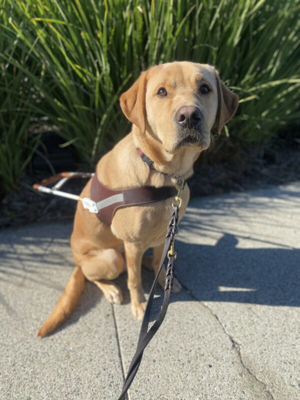 Groot sits patiently in harness with green foliage in the background.