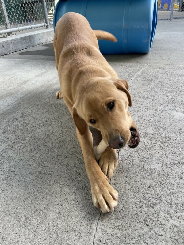 Groot is in a bow position while chewing a Nylabone in a play yard.