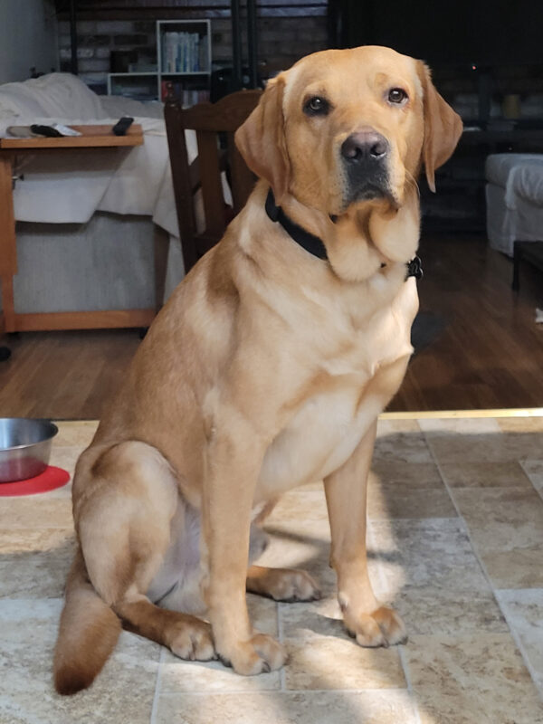 Yellow Lab Guy sits on the tile of his sitter's home looking very handsome.
