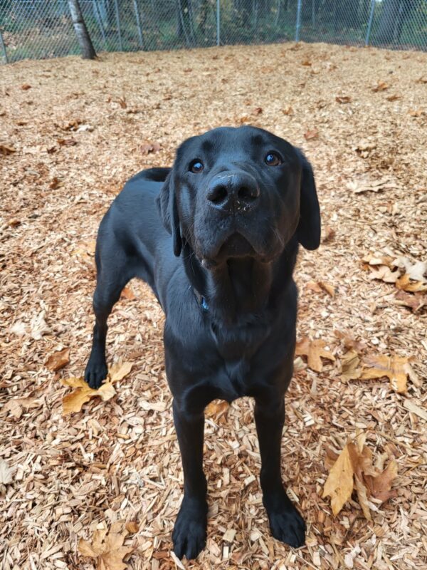 Harry, a male black lab, is standing on woodchips in one of our fenced in free run areas on campus.