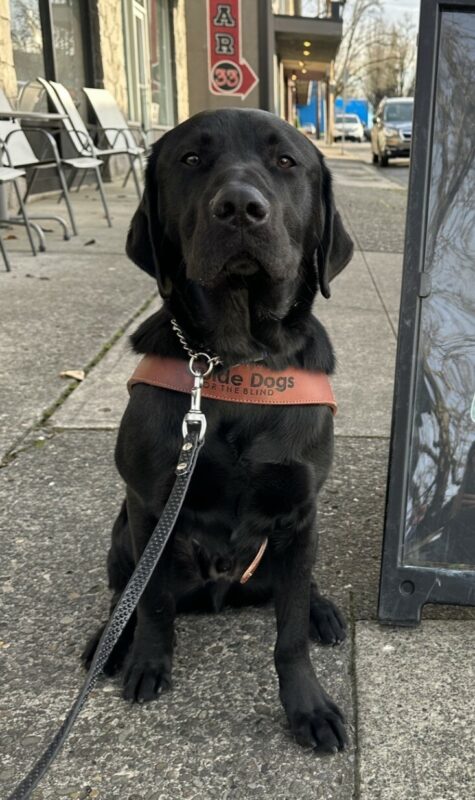 Harry, a male black lab, is sitting on a concrete sidewalk looking at the camera. He is wearing his guide dog harness.
