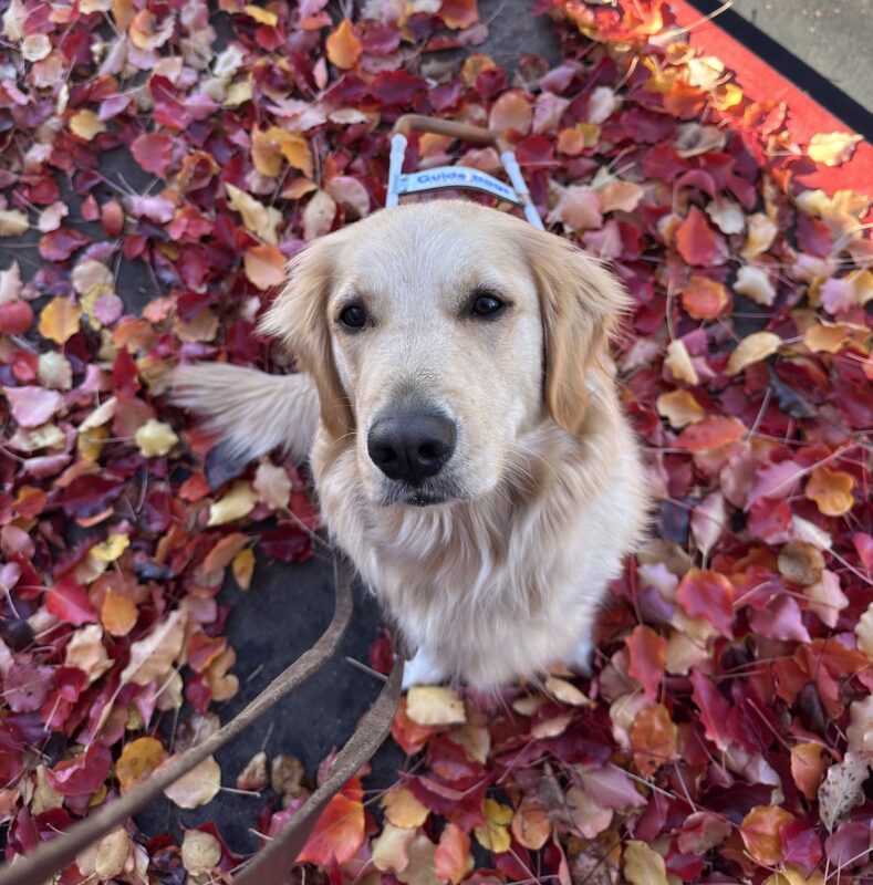 Hattie in harness sitting in a pile of fall leaves.