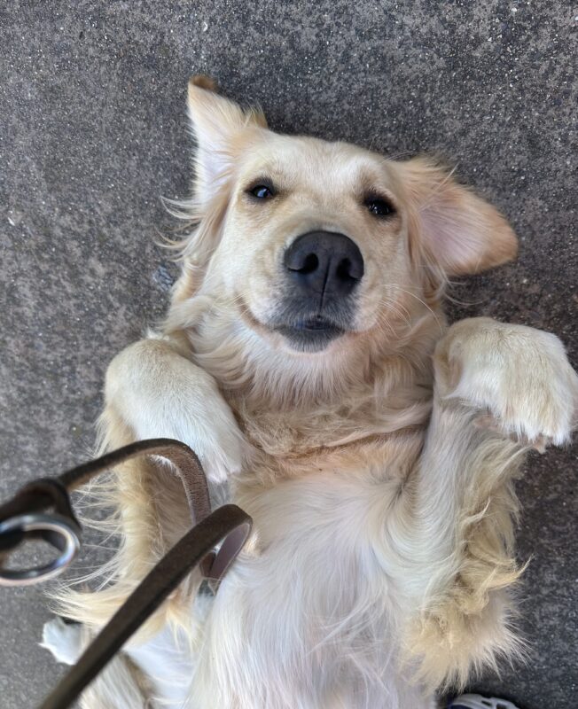 Hattie staring at the camera on her back on leash.