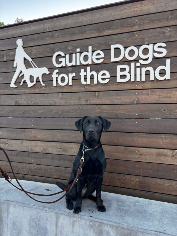 Black Lab Helena sits attentively on a cement wall in front of a wooden backdrop with the GDB logo in white