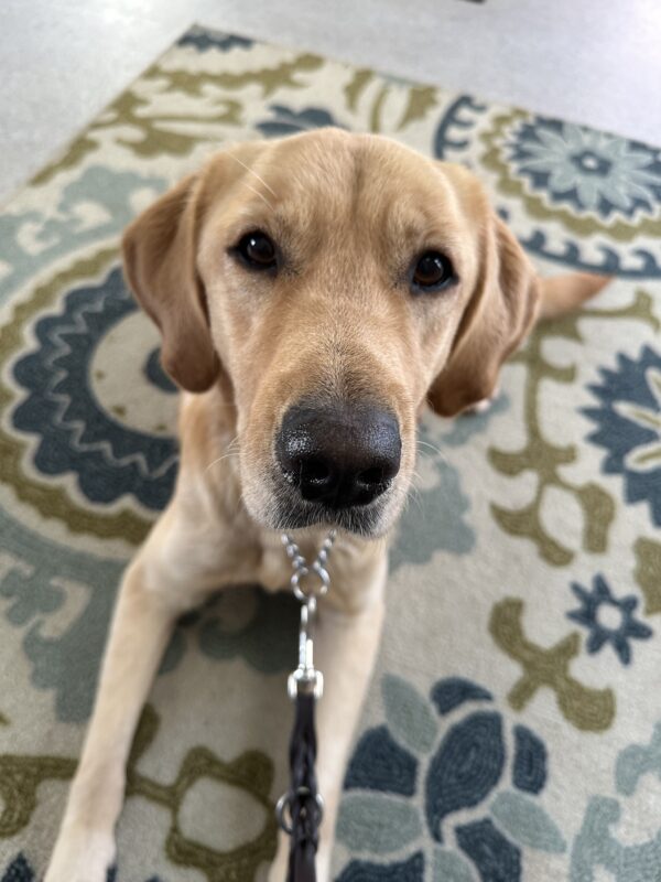Holiday, a female yellow labrador/golden retriever cross, lays on a blue and green floral rug.