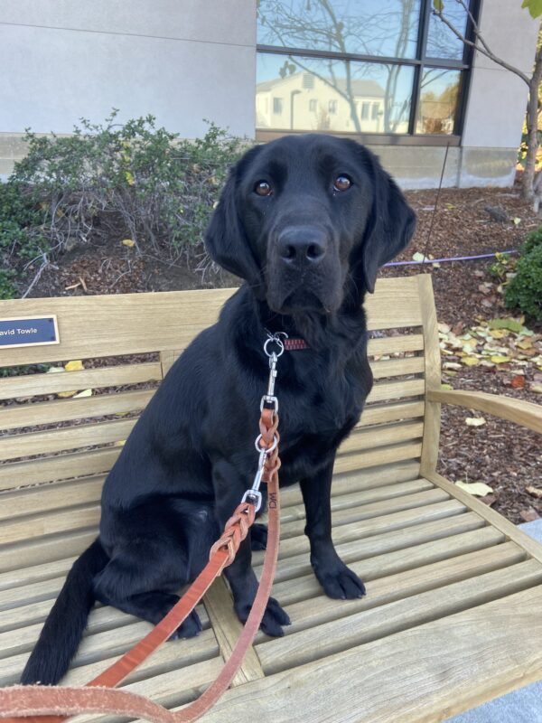 Black lab Honda sits on a bench facing the camera.