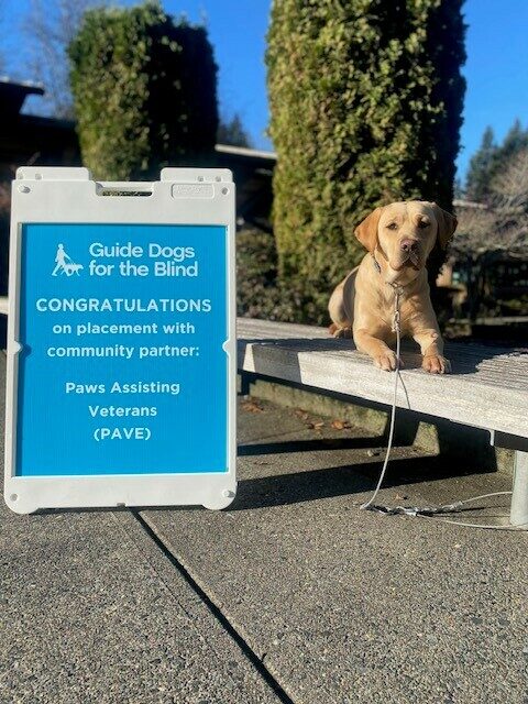 Yellow Lab Honesty laying on a bench, next to her is a blue sign congratulating her on being accepted to PAVE