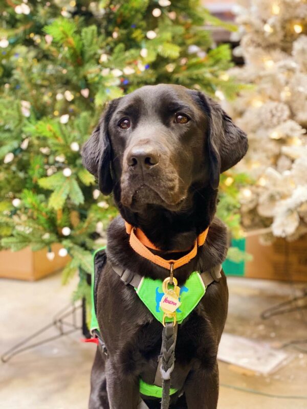 Handsome black Lab Houston sitting in front of a christmas tree. He's wearing his green service dog vest and orange collar.