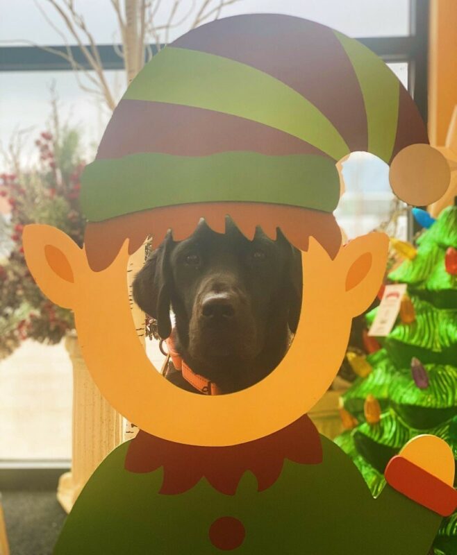 Black Lab Houston Peeking through a cutout of an elf where he looks like he is wearing the elf costume.