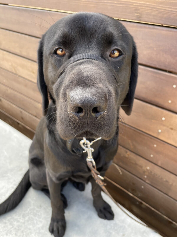 Hughes, a male black labrador, looks into the camera with soft brown eyes. Behind him is a wall made out of slatted wooden planks.