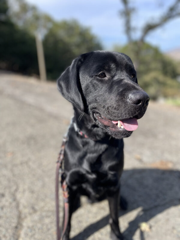 Hughes, a male black labrador, enjoys a walk with his handler. He is sitting on the side of the walkway, looking off to the right of the frame, with blurry trees in the background.