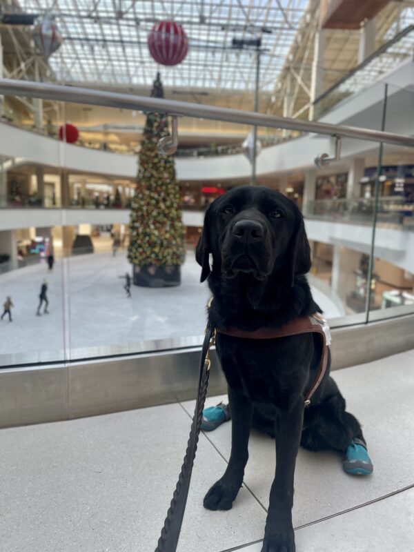 Kestrel, a black lab, sits in front of a large Christmas tree in the middle of an ice skating rink. She is wearing her harness and two blue dog boots.