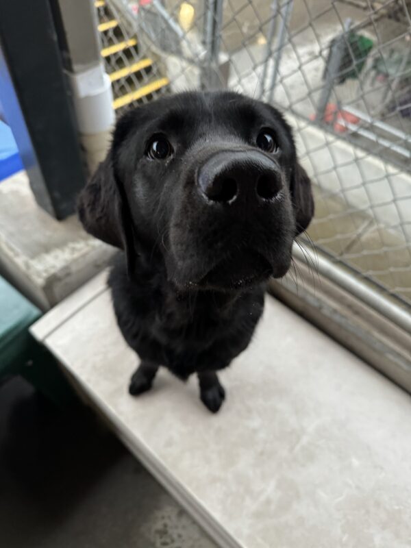 Kestrel, a black lab, sits on top of a tan play structure and looks into the camera sweetly.
