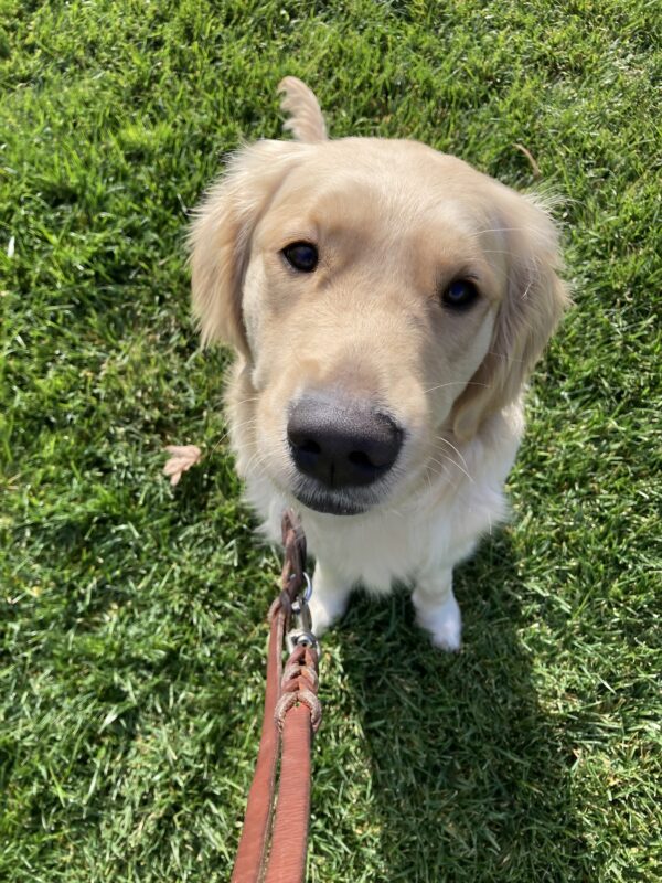 Sicily sits looking at the camera. The background is green grass.