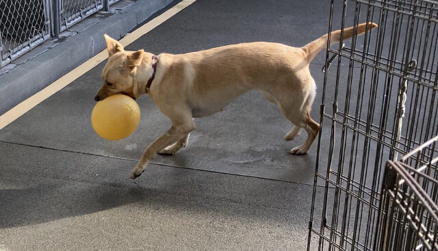 Moonlight is running in a fenced area with a toy in her mouth and her ears flipped back.