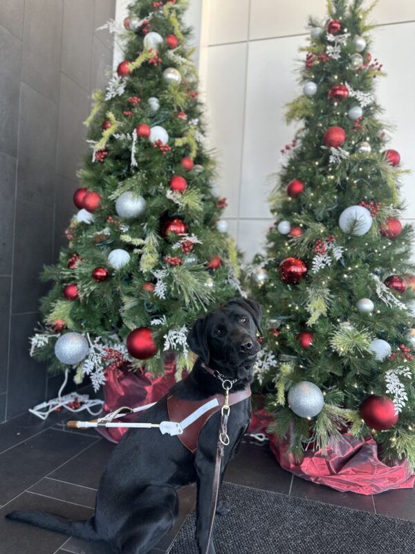 Myra sitting in her harness in front of two decorated Christmas trees.