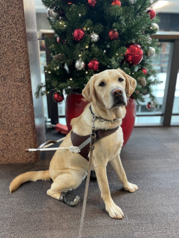 Eldon sits in front of a decorated fake tree in the Lloyd Center in Portland. He is wearing a guide dog harness and booties on his back feet and he is looking toward the camera. The tree behind him is green and decorated with red and silver ornaments.