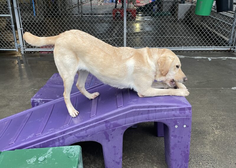 Eldon playing in community run on the Oregon Campus. He is chewing a nylabone on top of a purple ramp-shaped piece of play equipment. He is in a bow position, with his front end leaning down on the top of the ramp and holding the bone and his hind end still standing on the lower part of the ramp.