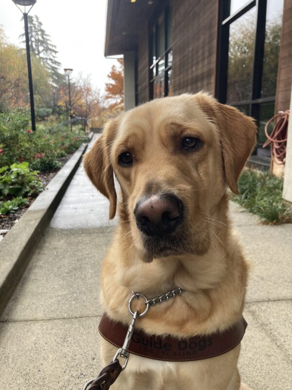 Ike sitting and looking towards the camera with a serious face. Green bushes on either side of him in the background.