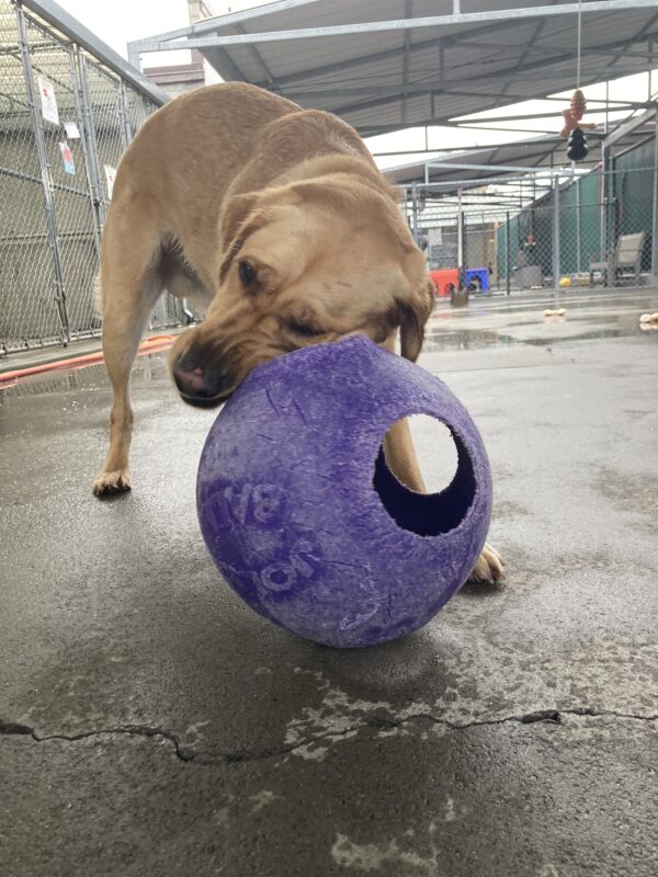 Ike is holding a jolly ball in his mouth as he happily carries it around the CR.
