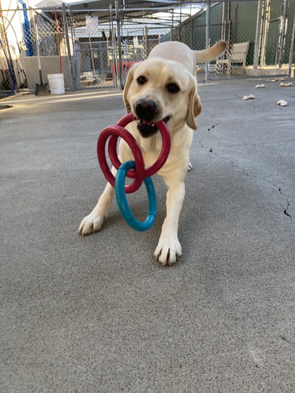 Jamaica is looking at the camera with a 3 ring rubber toy in her mouth as she is in a play bow position.