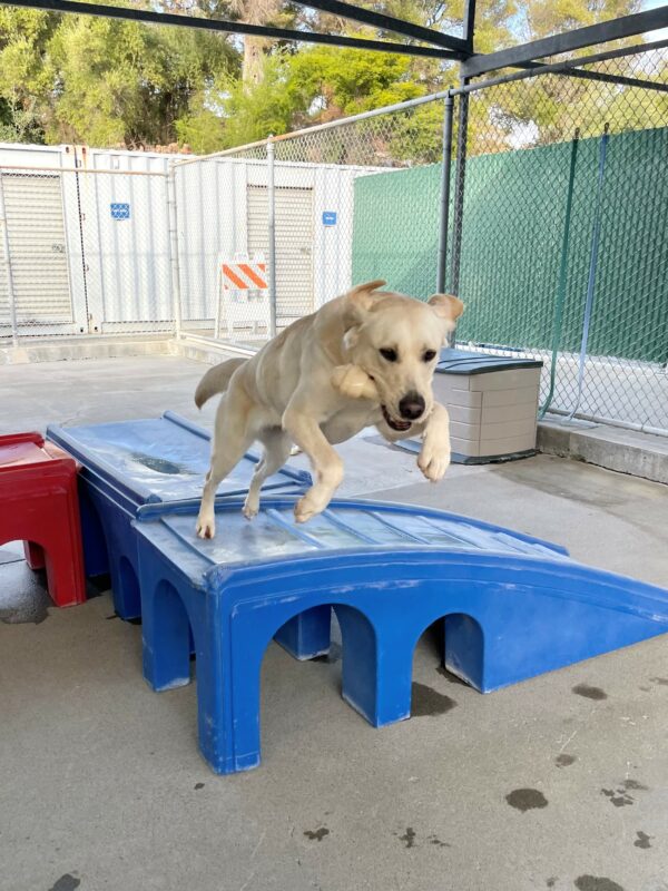 Janelle is pictured mid-leap, jumping off a blue play structure in the Community Run, and holding a knot-shaped Nylabone in her mouth.