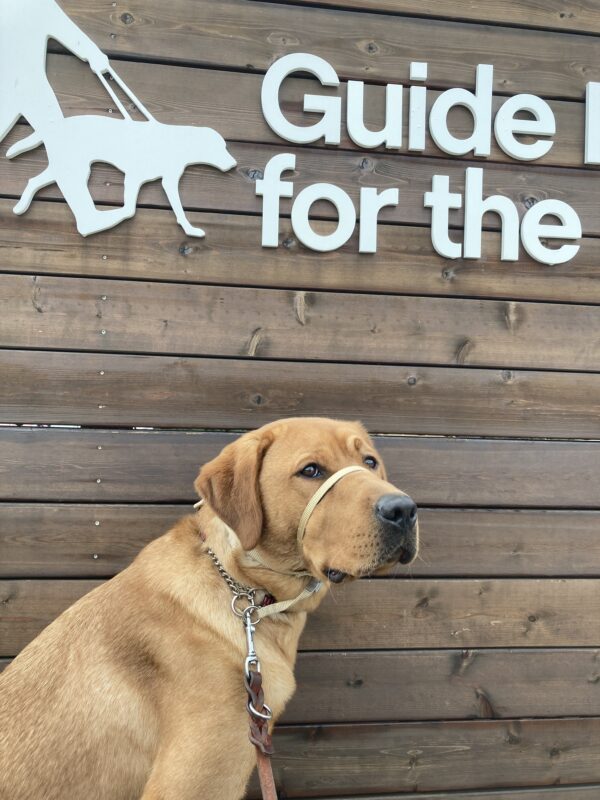 Jimmy, a yellow lab who is red in color, is sitting in front of a wood sign with partial white lettering showing.