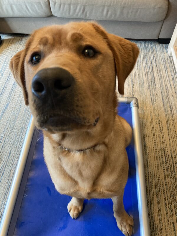 Jimmy  is sitting on a blue kuranda bed looking up at the camera.  His facial expression is that of wanting a treat...which he got soon after.