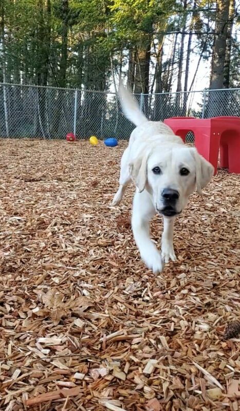 Katara trots towards the camera with her mouth slightly open. She is in a wooded play yard with trees, toys and a red play structure behind her.