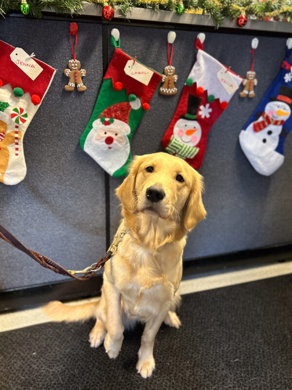 Fluffy girl Kendra sits attentively with one front paw lifted up cutely in the Breeding office with festive Christmas stockings and garlands hanging up behind her.