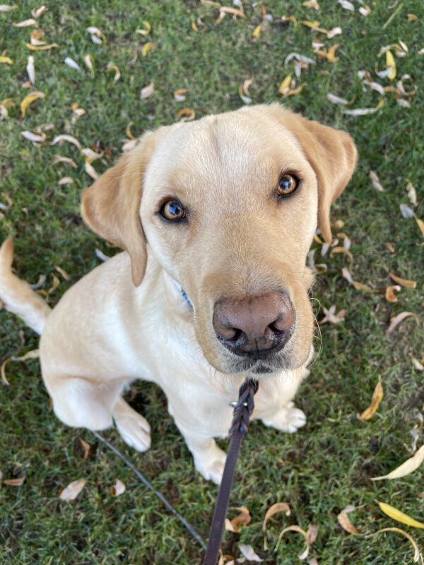 Klamath, a male yellow labrador, sits in the green grass looking up at the camera directly above him. In the background, you can see yellow leaves scattered in the grass.