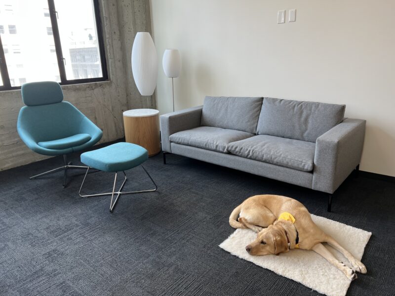 Klamath, a male yellow labrador, relaxes on a sheepskin rug at his foster home. There is a modern teal chair and footrest and a grey couch in the background.