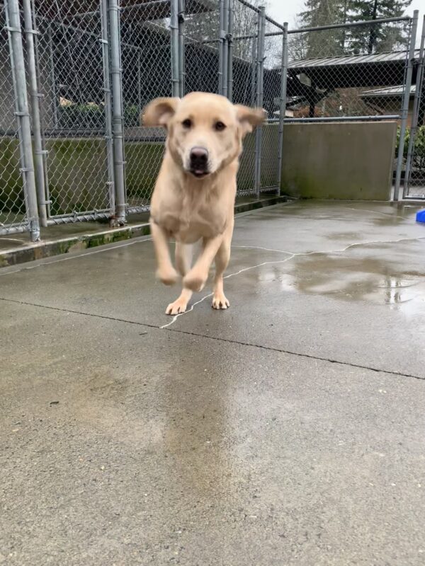 Male yellow lab