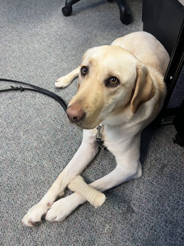 Kyra looking up at the camera with her bone in between her front legs while on leash