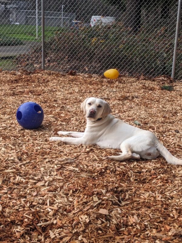 A light yellow lab lays facing a blue ball, with her head turned to look at the camera. She is laying in our bark chip play yard and the edge of the kennel as well as a yellow jolly egg can be seen in the background.