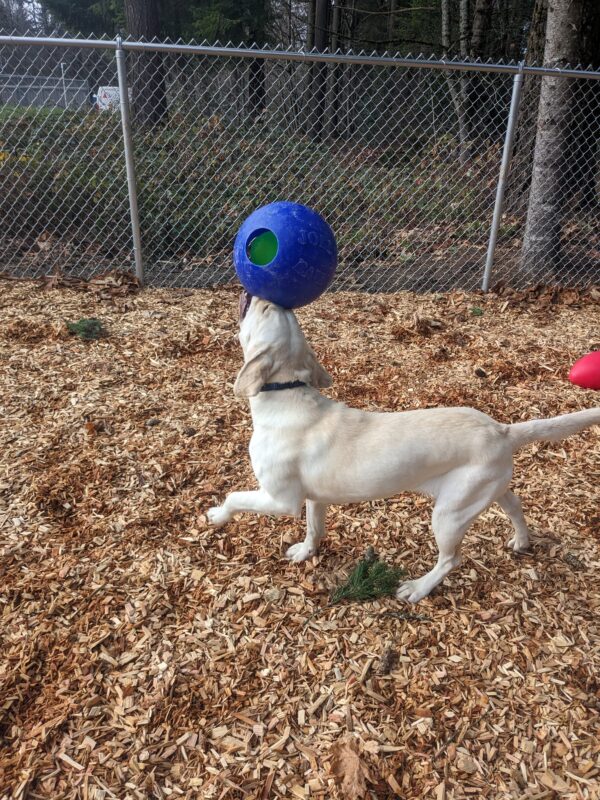 A yellow lab holds a blue Jolly Ball above her head, and is prancing around with it. She is in our fenced bark chip yard with trees in the background.