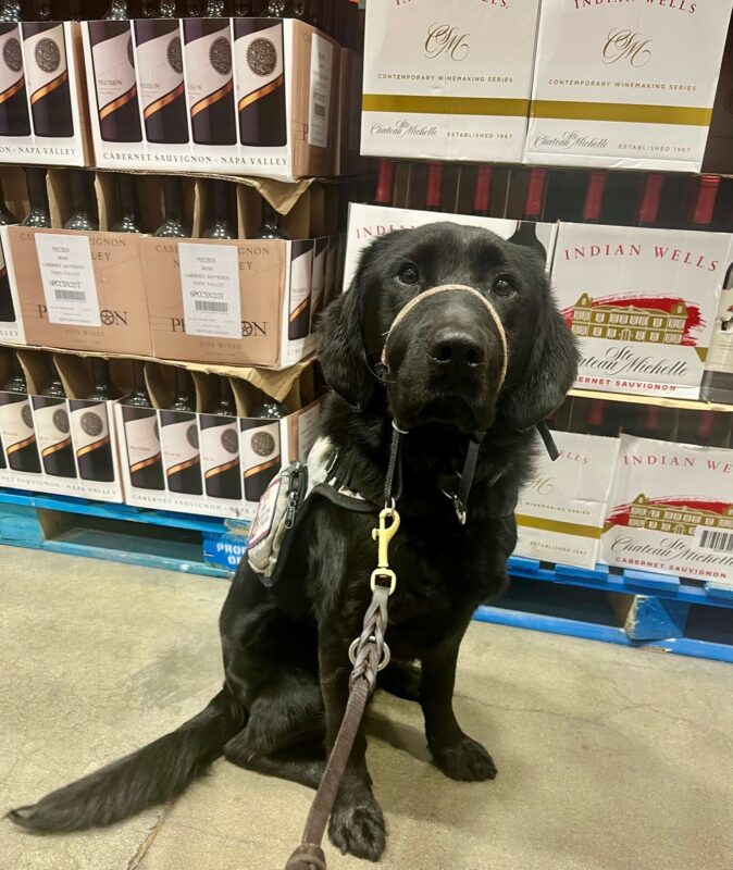 Lennon siting in a store. He's wearing his service dog vest and a gentle leader.