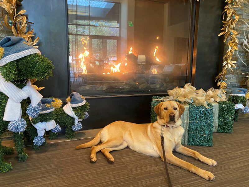 Lily is lying on the floor relaxing in front of the enclosed fireplace in the Student Residence on the CA campus. There are holiday decorations in the background.