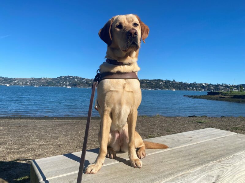 Lily sits while in harness in Sausalito, CA. The bay is behind her with a clear, blue sky.