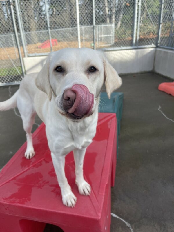 Lolo, a female yellow lab, stands on a red plastic play structure in community run. She is looking at the camera and is licking her lips.