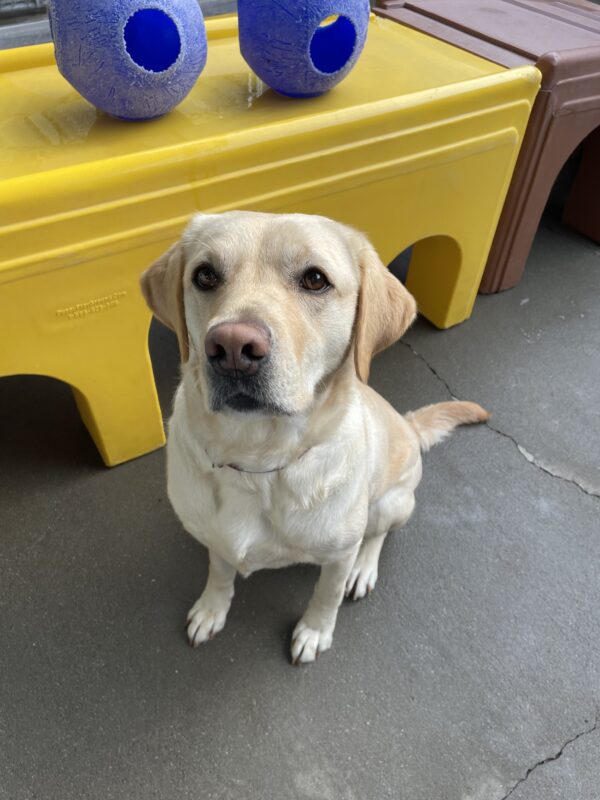 Lychee, a female yellow labrador, looks up at the camera in community run. She is sitting in front of a piece of yellow play equipment with two blue Jolly Balls sitting on top.